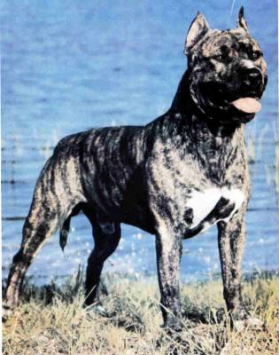 pidbull